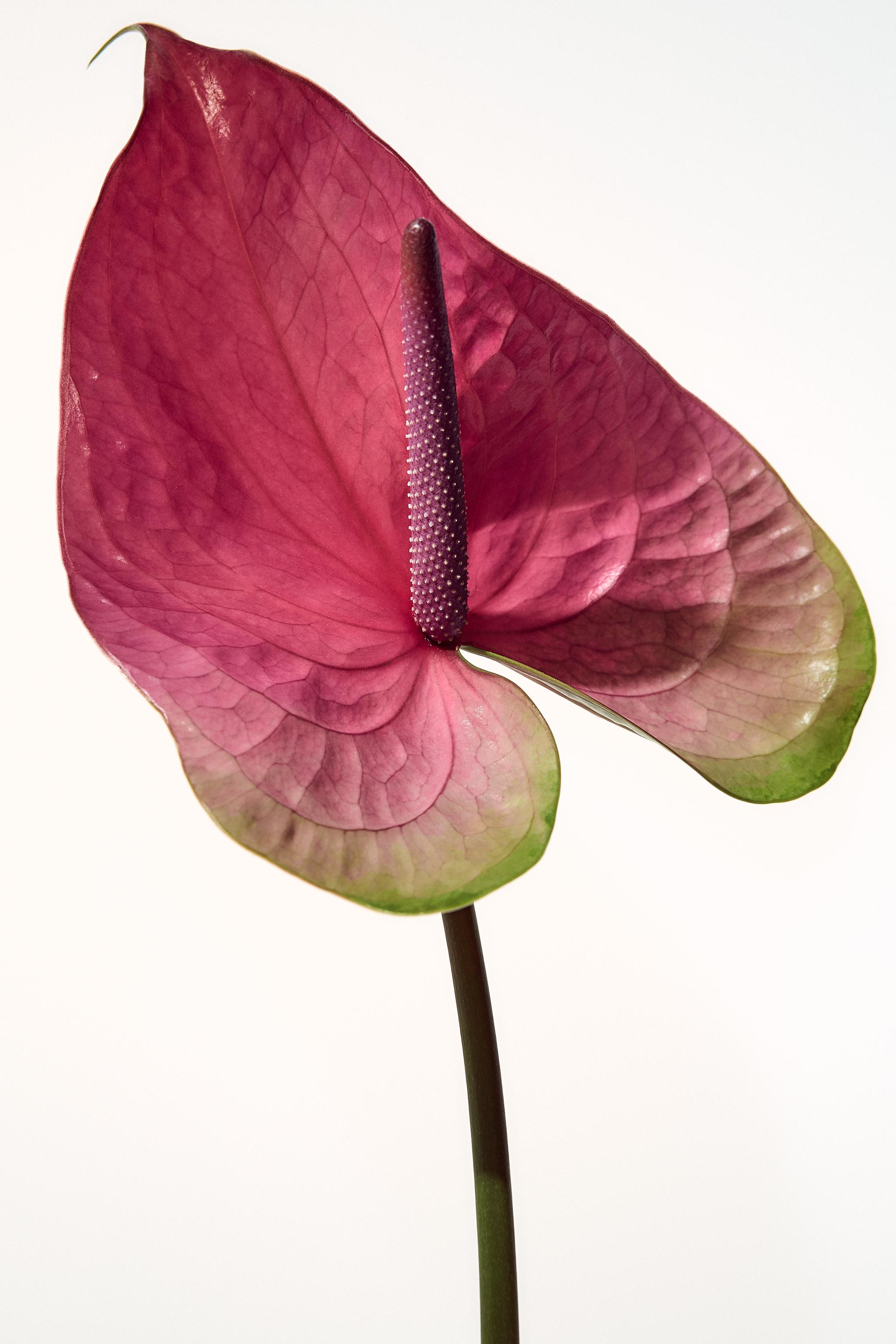 JUICY INFUSION EDP 100ML (3.38 FL.OZ).